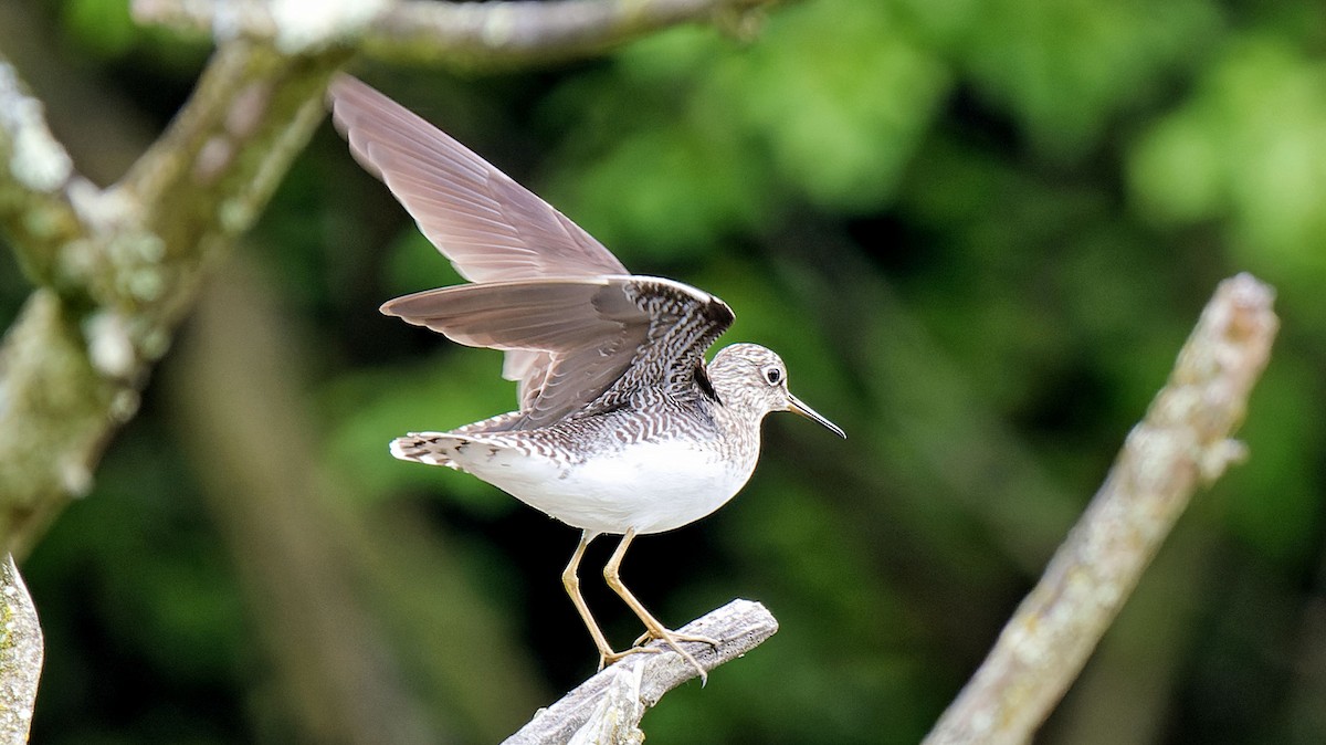 Solitary Sandpiper - Craig Becker