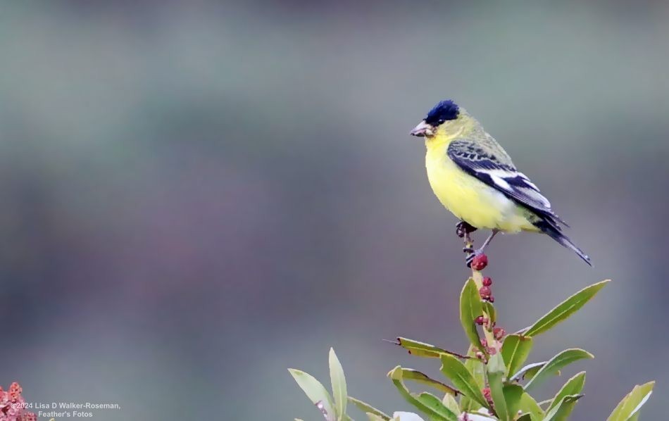 Lesser Goldfinch - Lisa Walker-Roseman