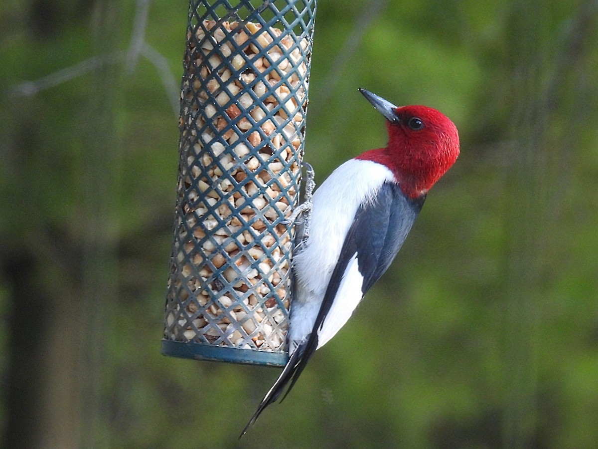Red-headed Woodpecker - Melody Walsh