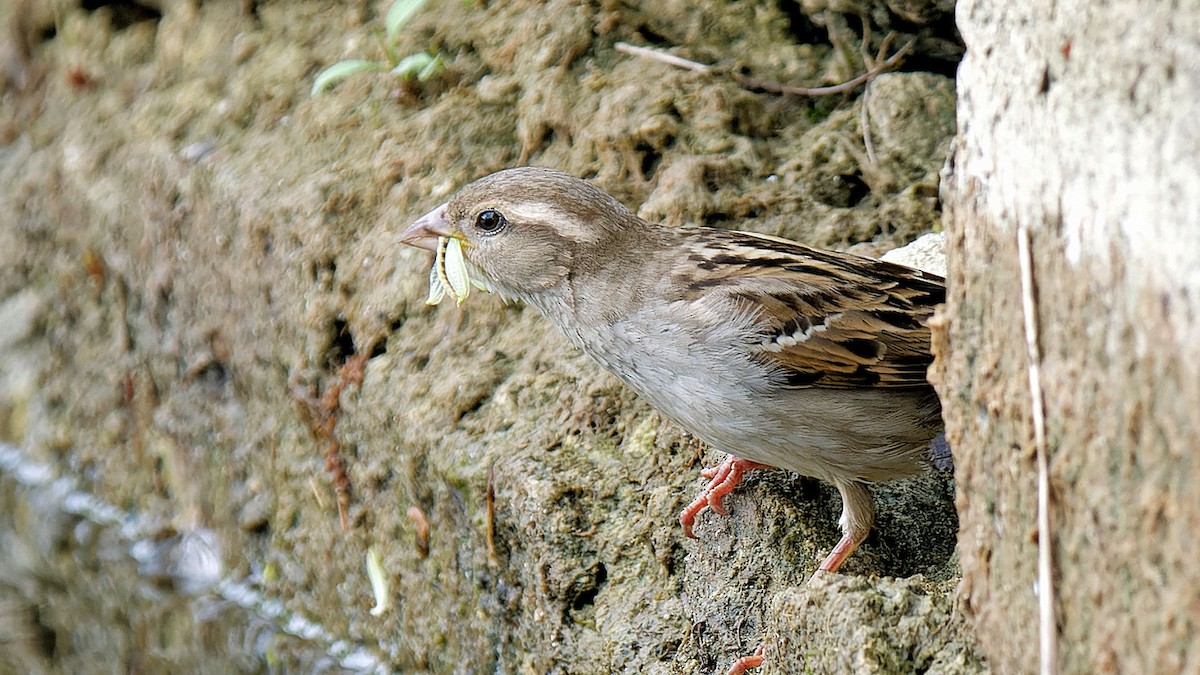 House Sparrow - ML619125803