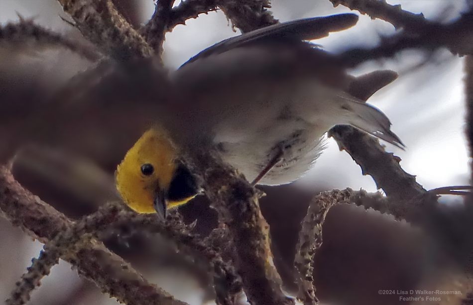 Hermit Warbler - Lisa Walker-Roseman