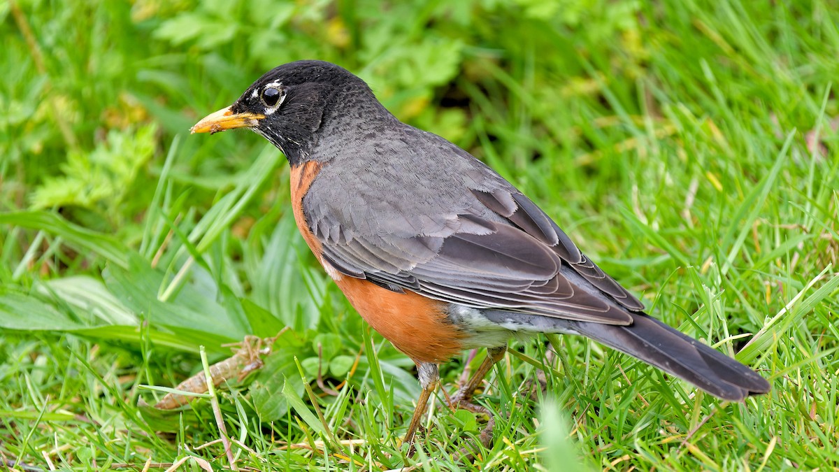 American Robin - ML619125807