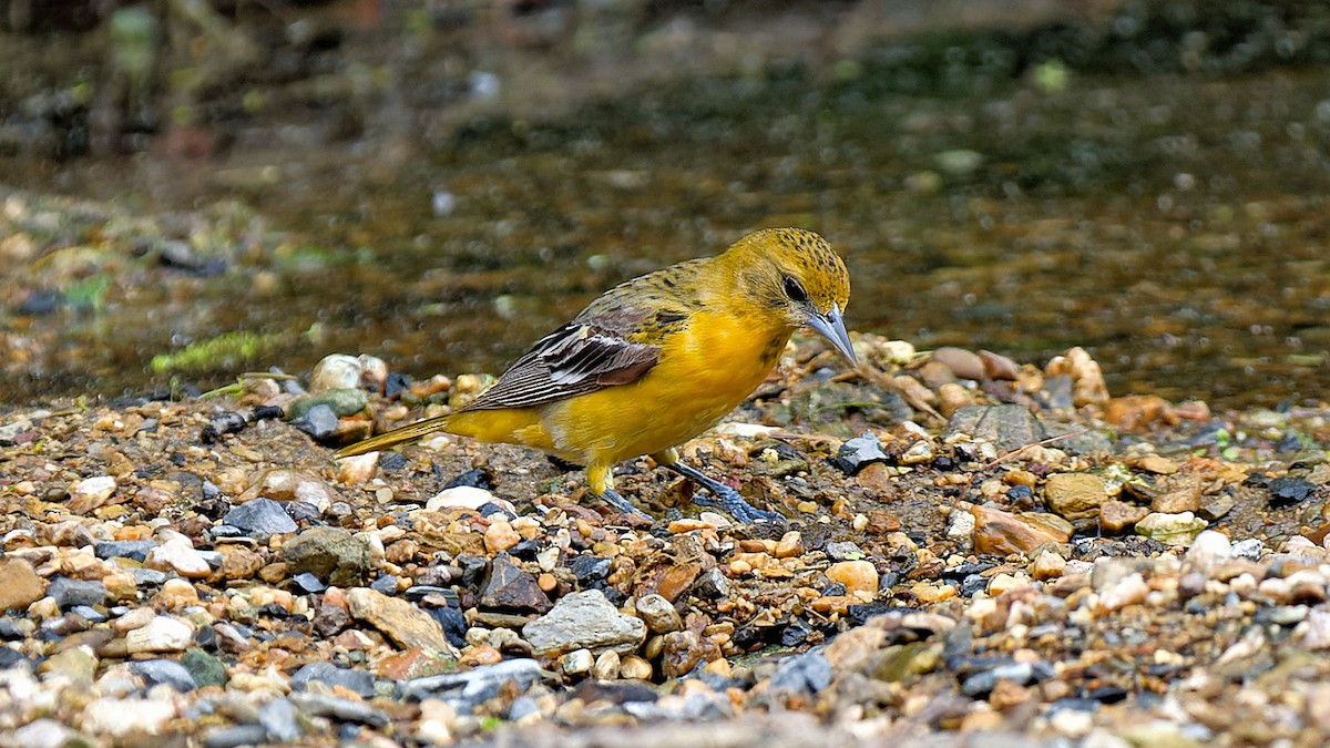 Baltimore Oriole - Craig Becker