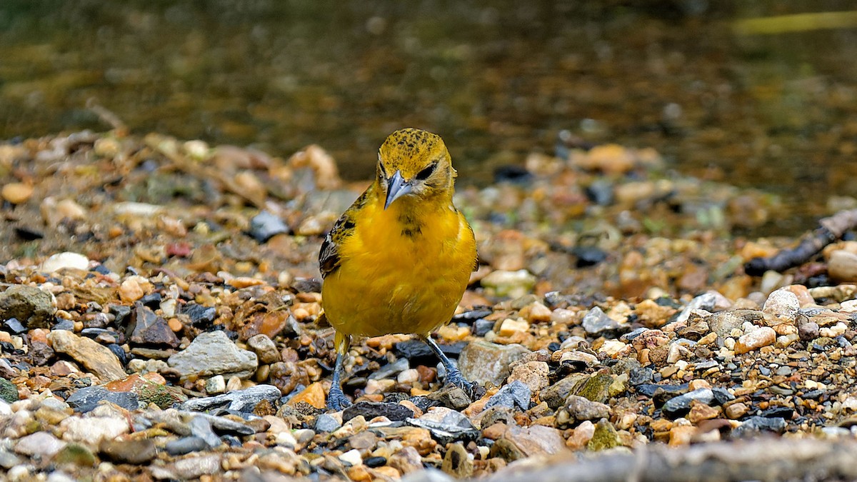 Baltimore Oriole - Craig Becker