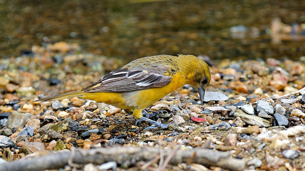 Baltimore Oriole - Craig Becker