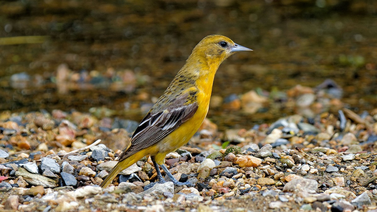 Baltimore Oriole - Craig Becker