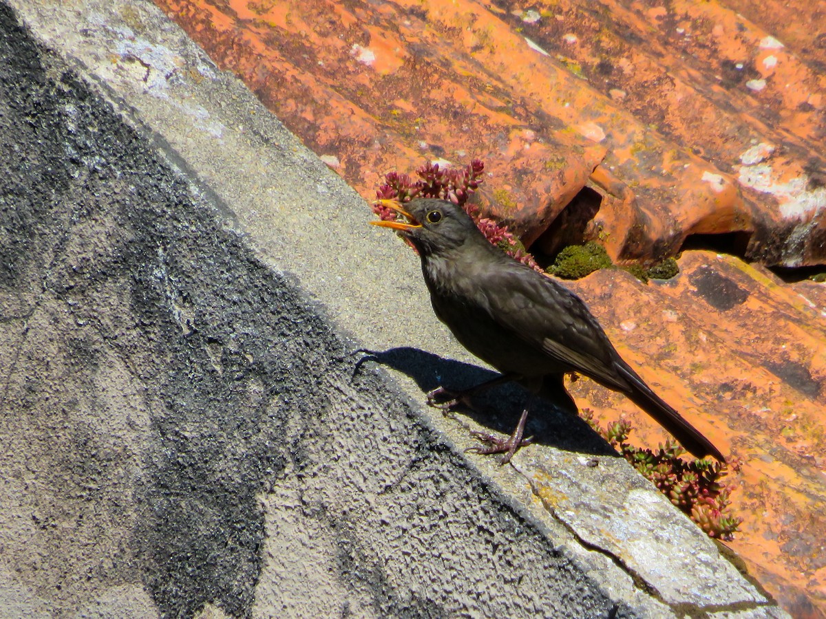 Eurasian Blackbird - Cauã Menezes