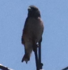 Ashy Woodswallow - ML619125834