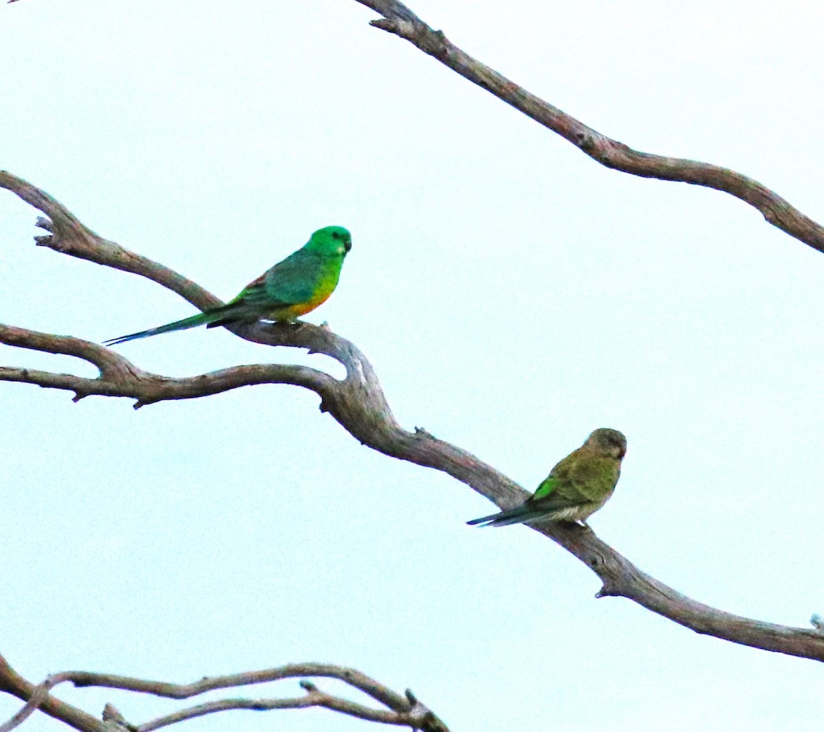 Red-rumped Parrot - ML619125836