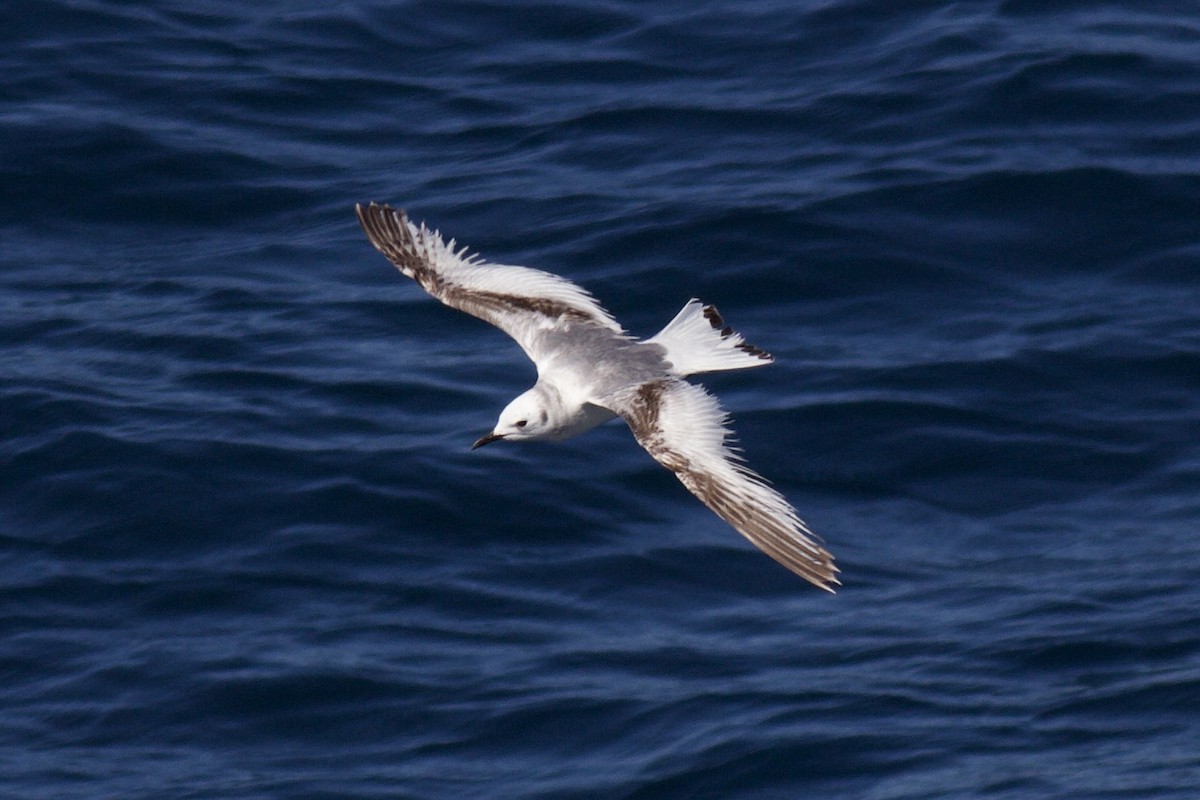 Black-legged Kittiwake - ML619125843