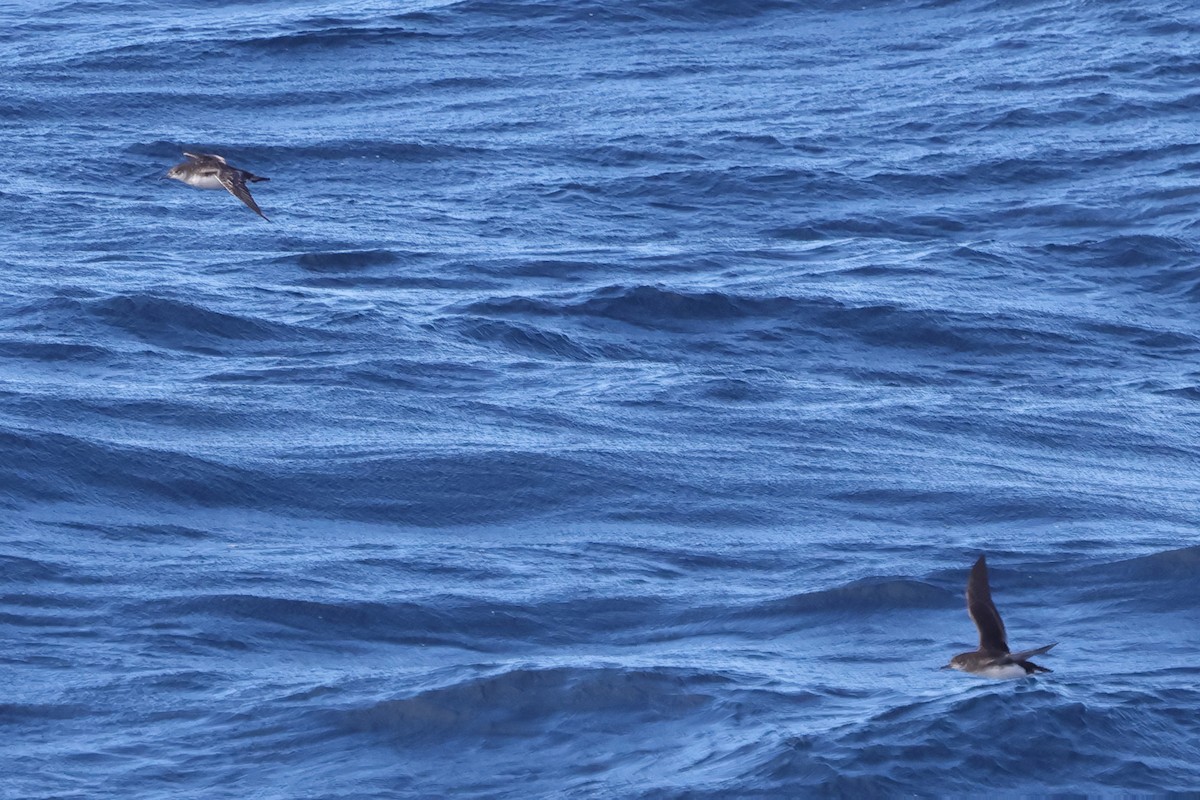 Fluttering Shearwater - Fabio Olmos