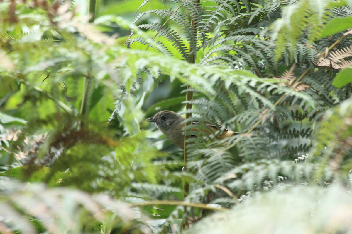 Variable Antshrike - Marcelo Arasaki