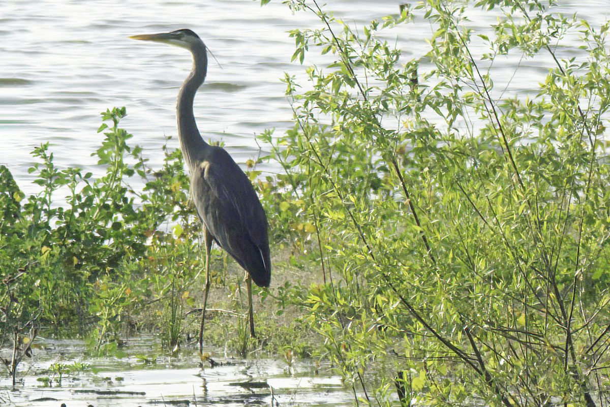 Great Blue Heron - Jim Tonkinson