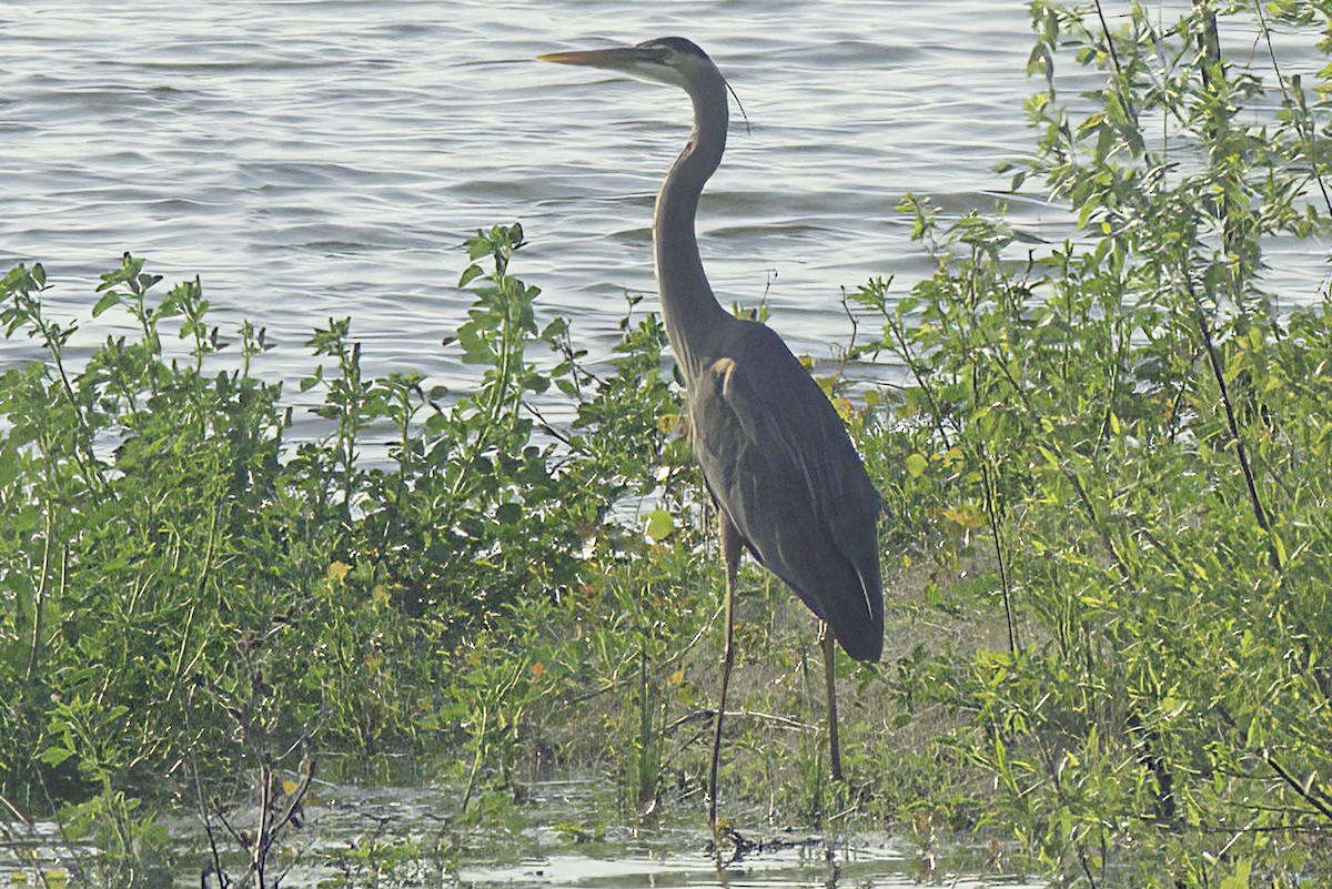 Great Blue Heron - Jim Tonkinson