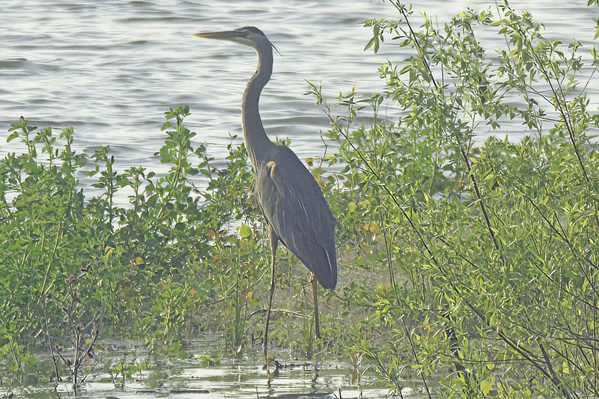 Great Blue Heron - Jim Tonkinson