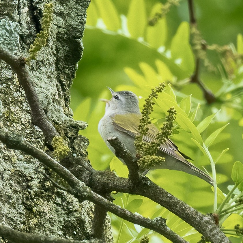 Tennessee Warbler - Anonymous