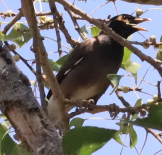 Common Myna - ML619125949