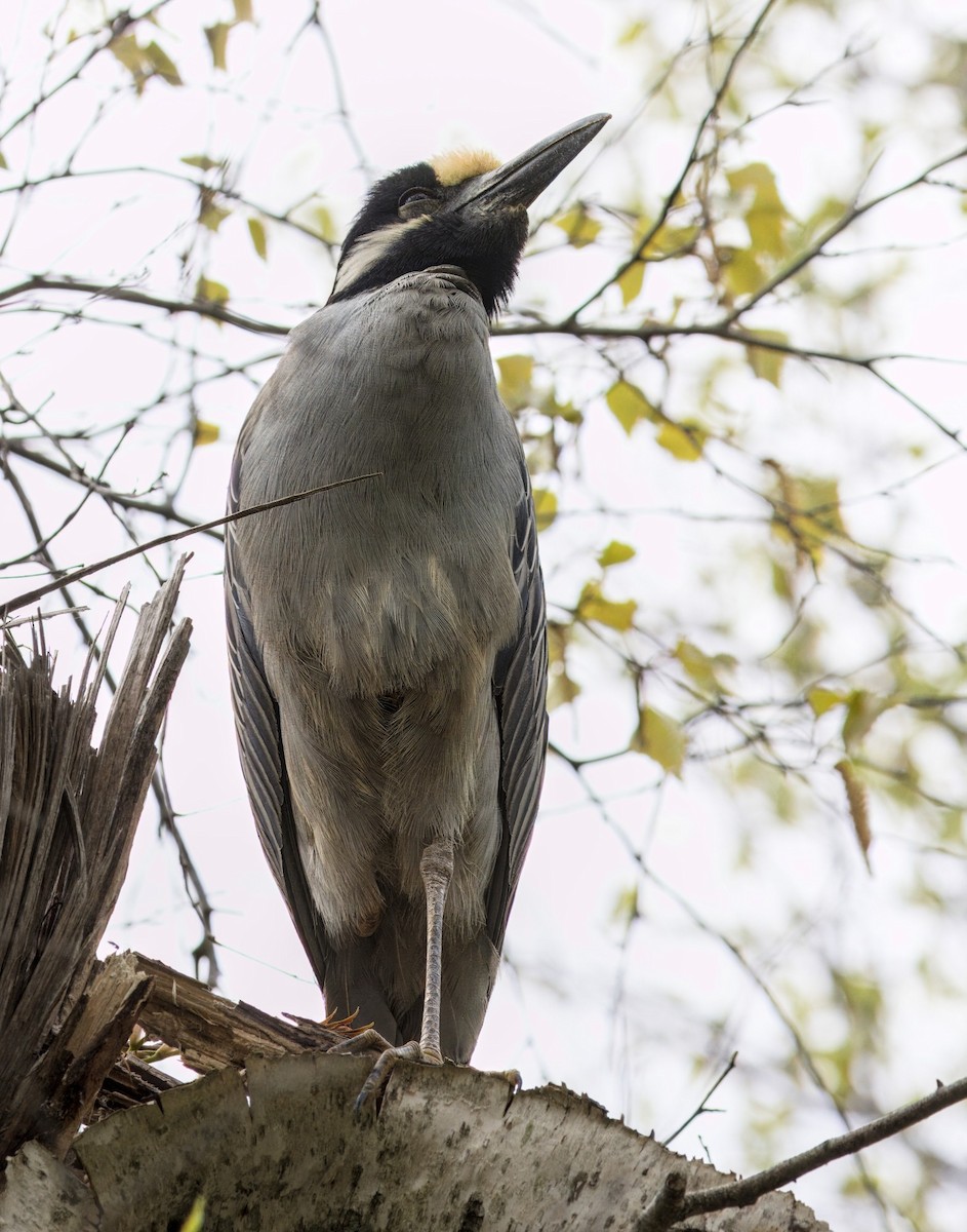 Yellow-crowned Night Heron - Mass Audubon North Shore