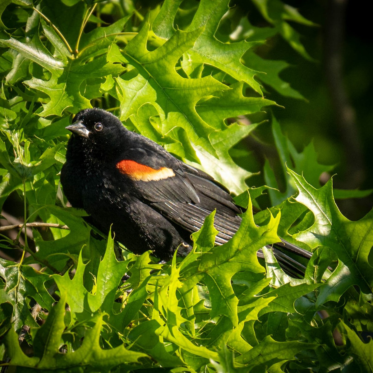 Red-winged Blackbird - Daniel Mahoney