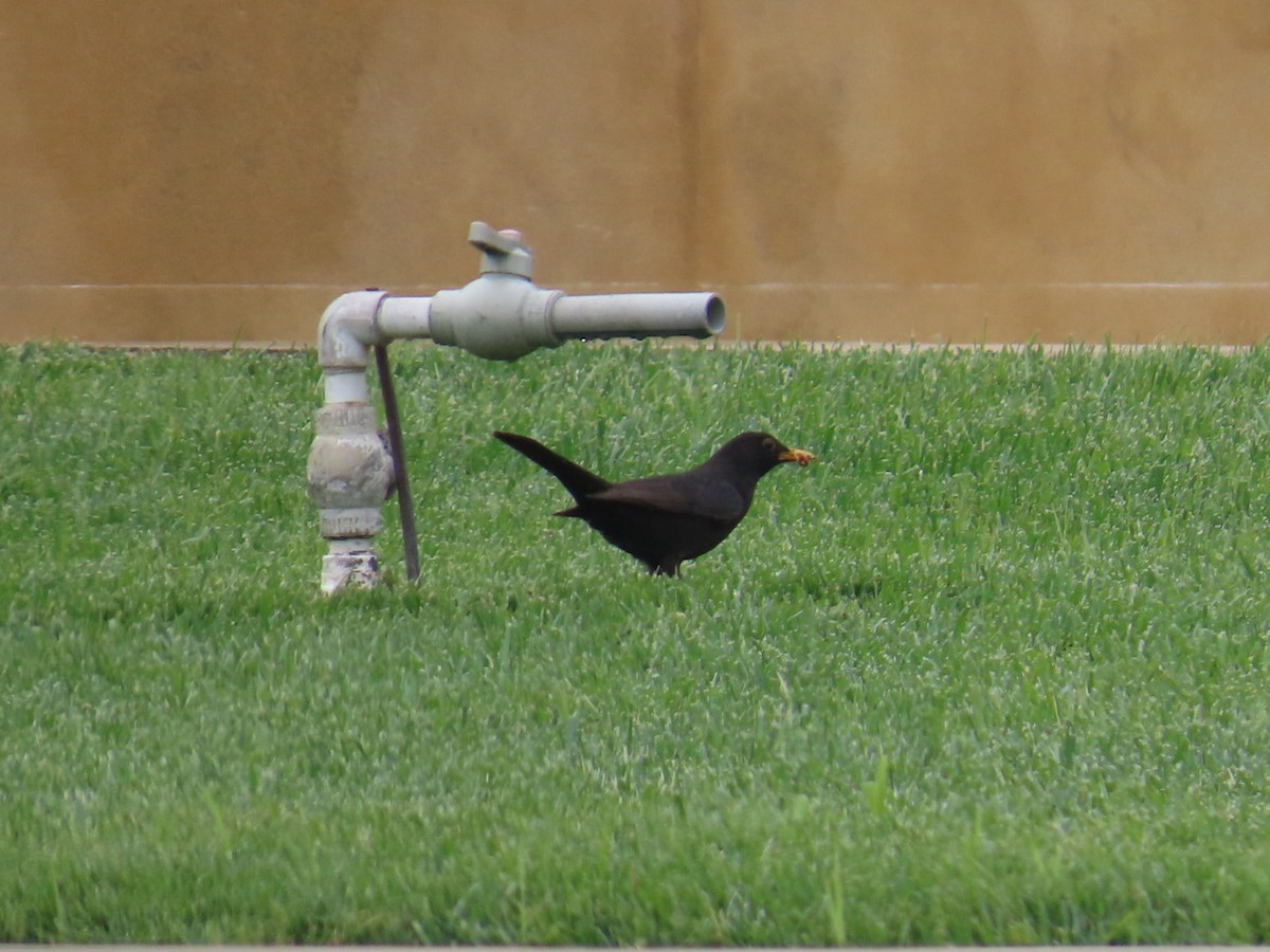 Eurasian Blackbird - Amol Bapat