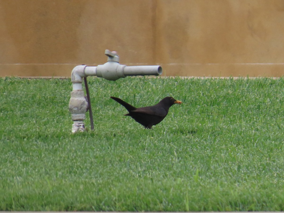 Eurasian Blackbird - ML619125993