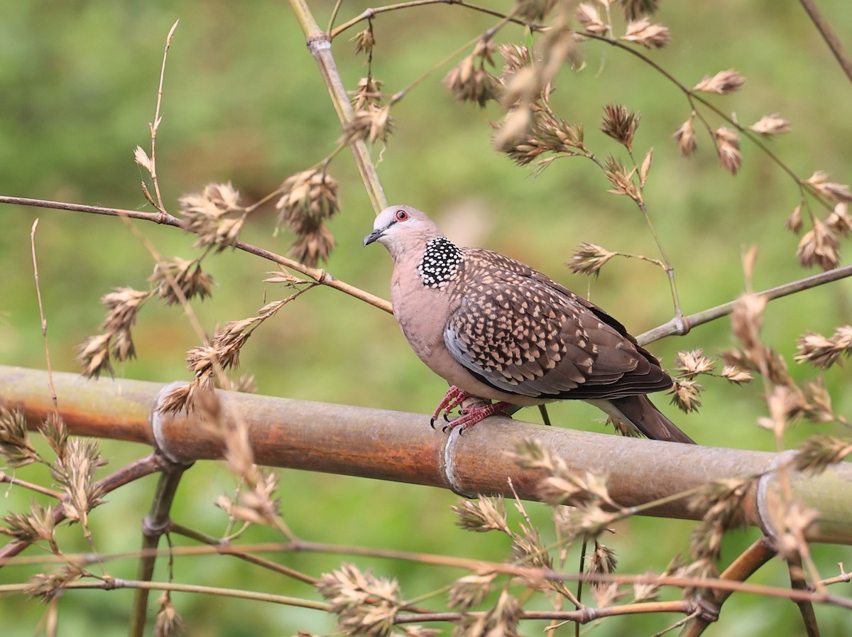 Spotted Dove - ML619125995