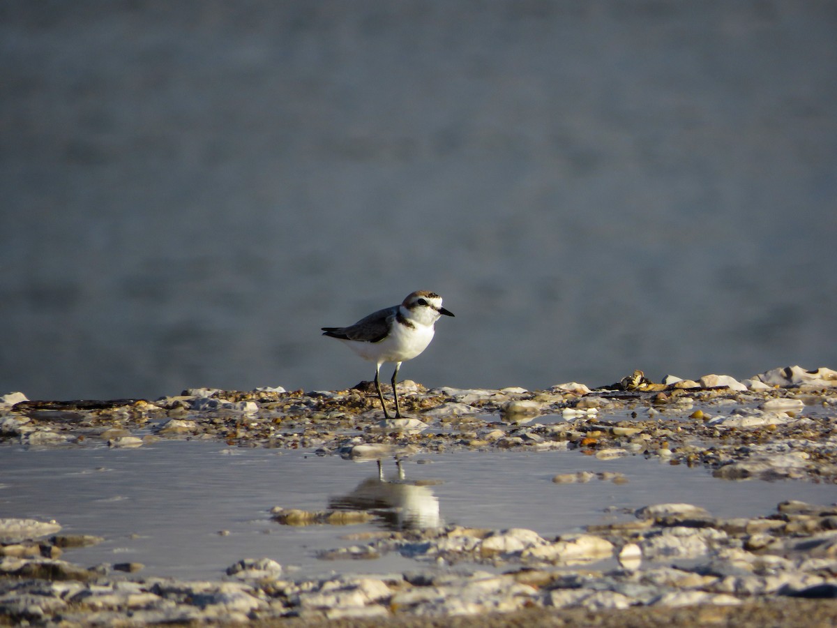 Kentish Plover - Cauã Menezes