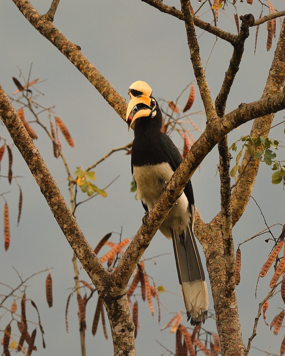 Oriental Pied-Hornbill - ML619126022