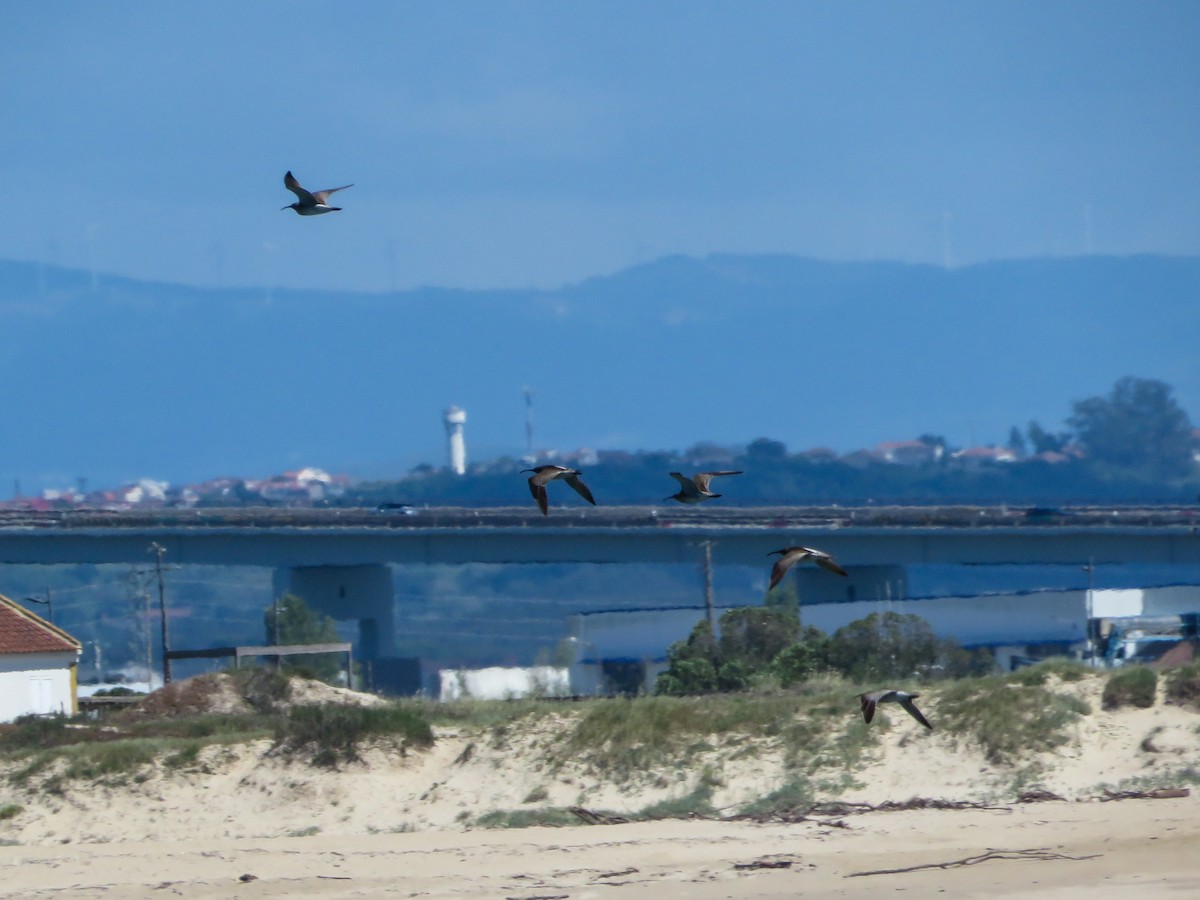 Whimbrel - Cauã Menezes