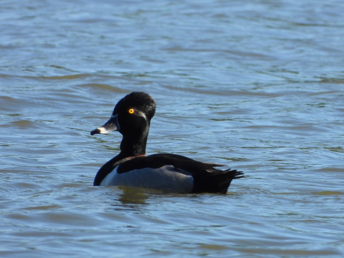 Ring-necked Duck - Stacey Peckins