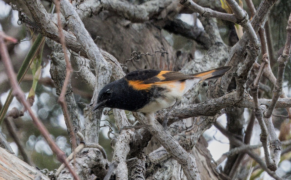 American Redstart - Mass Audubon North Shore