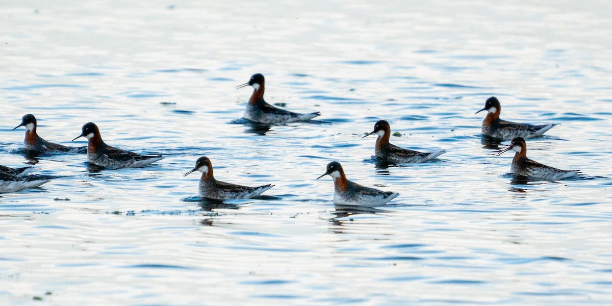 Red-necked Phalarope - Kristin Tallis