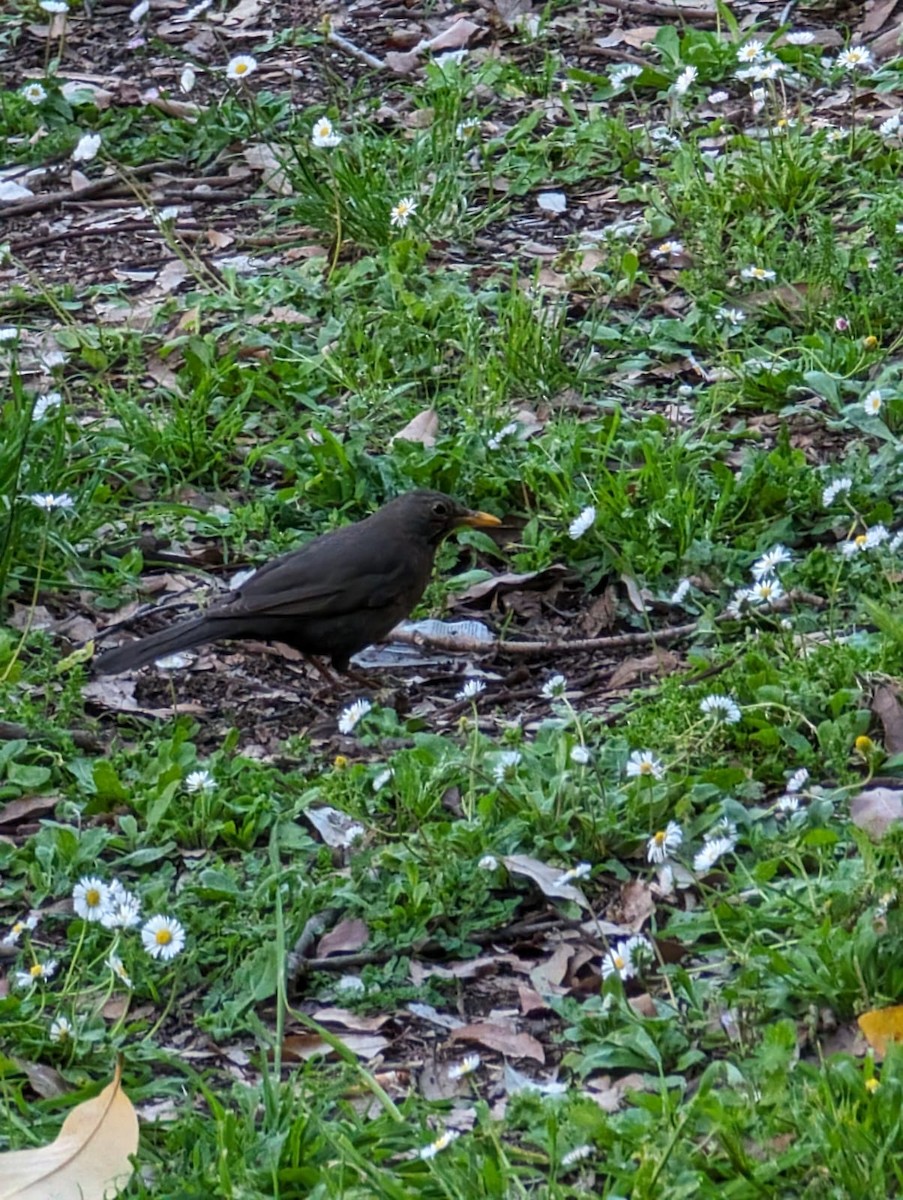 Eurasian Blackbird - ML619126064