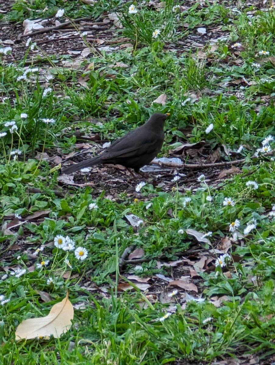 Eurasian Blackbird - ML619126065