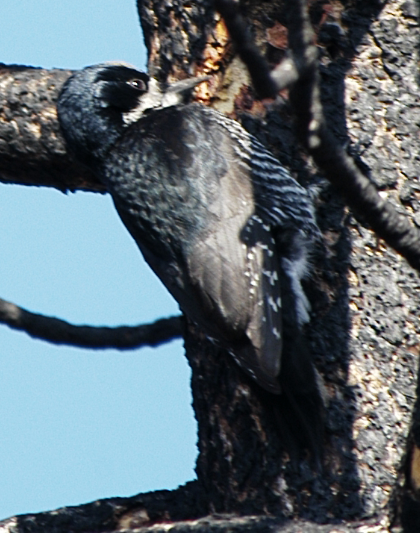 Black-backed Woodpecker - johnny powell