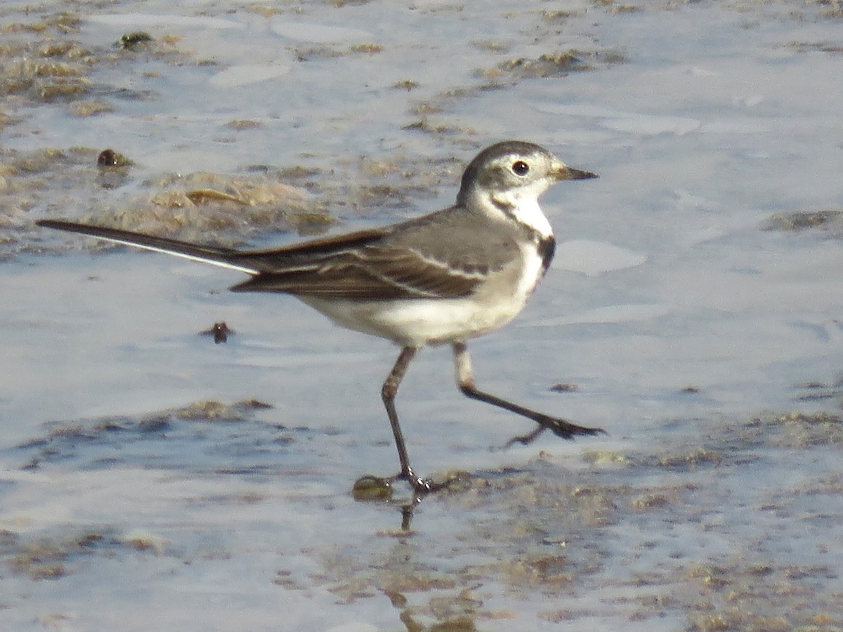 Citrine Wagtail (Gray-backed) - Stephen Taylor