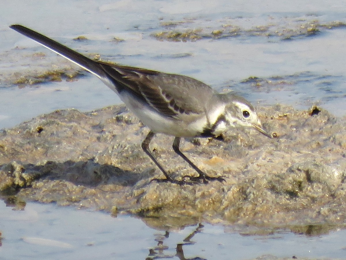 Citrine Wagtail (Gray-backed) - Stephen Taylor