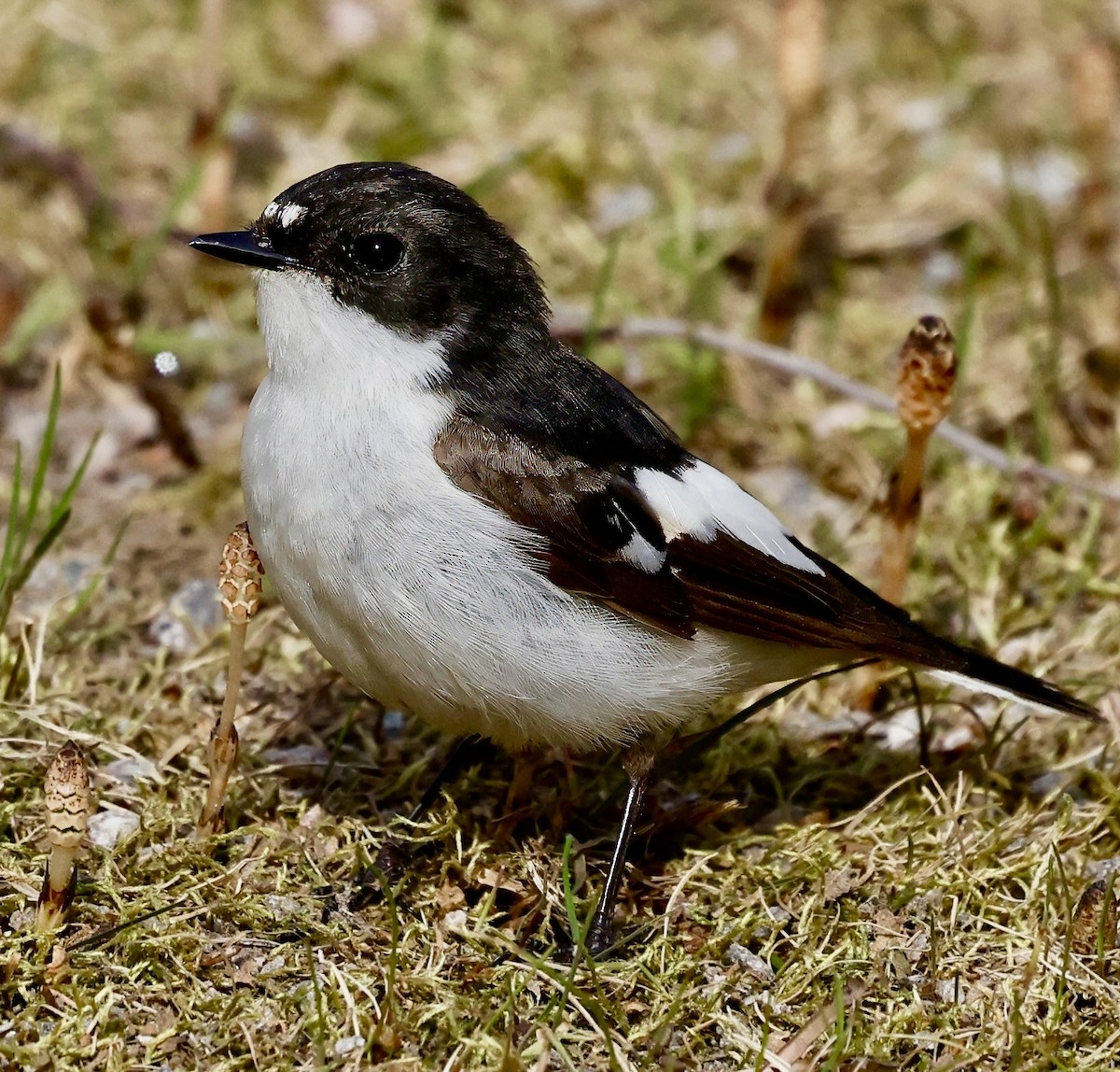 European Pied Flycatcher - Jan Hansen