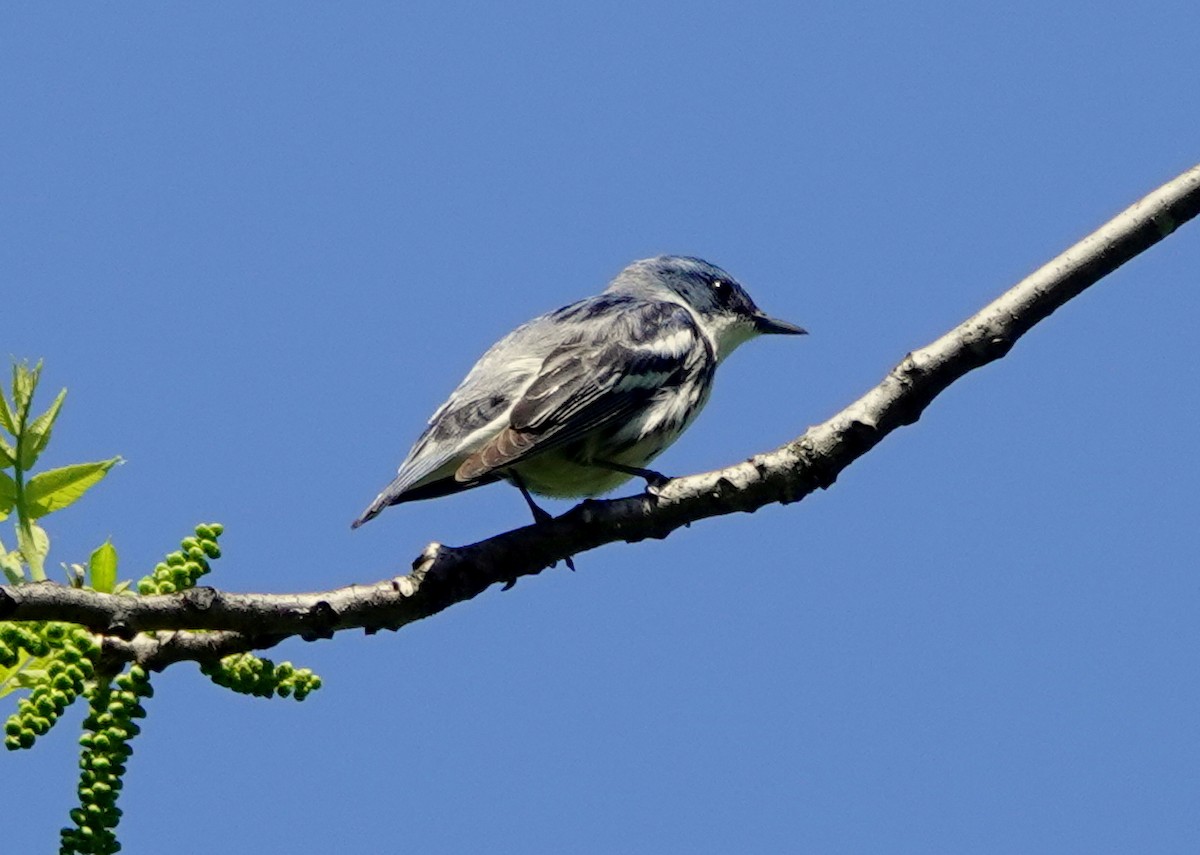 Cerulean Warbler - jerry pruett