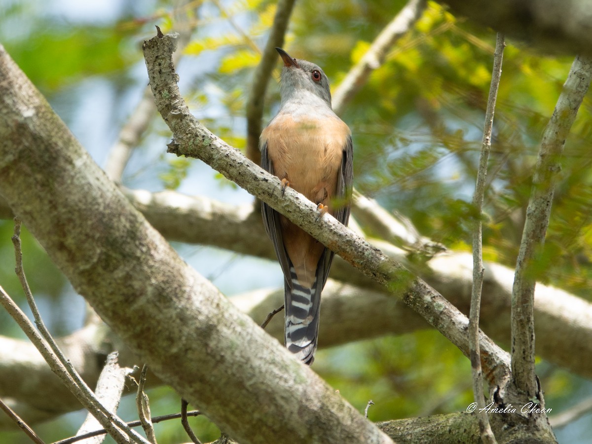 Plaintive Cuckoo - Amelia Choon