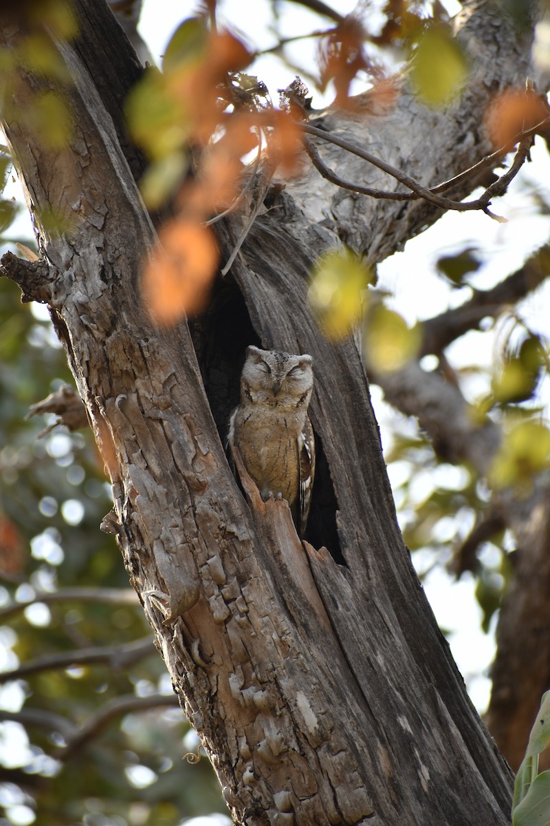 Indian Scops-Owl - Kushal Patel