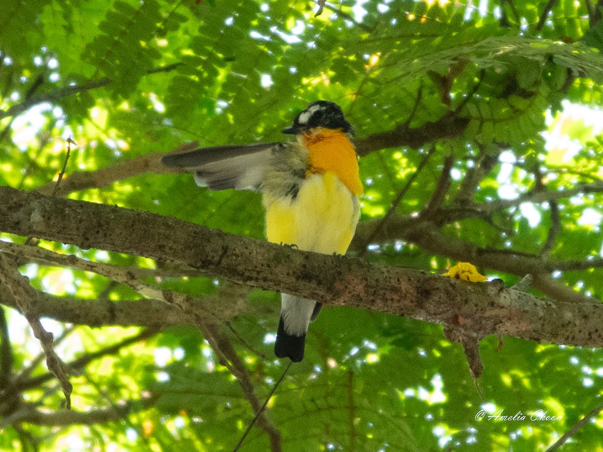 Yellow-rumped Flycatcher - ML619126158