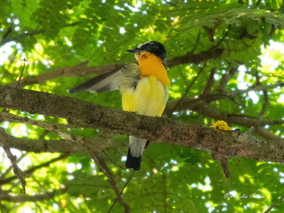 Yellow-rumped Flycatcher - ML619126159