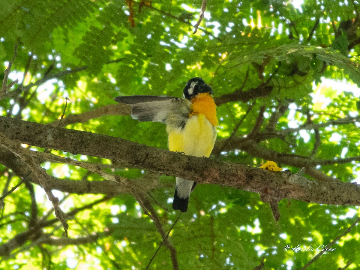 Yellow-rumped Flycatcher - Amelia Choon