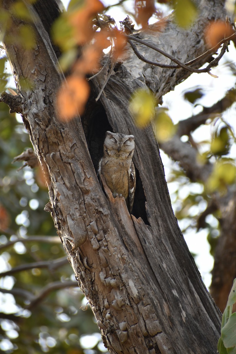 Indian Scops-Owl - ML619126171