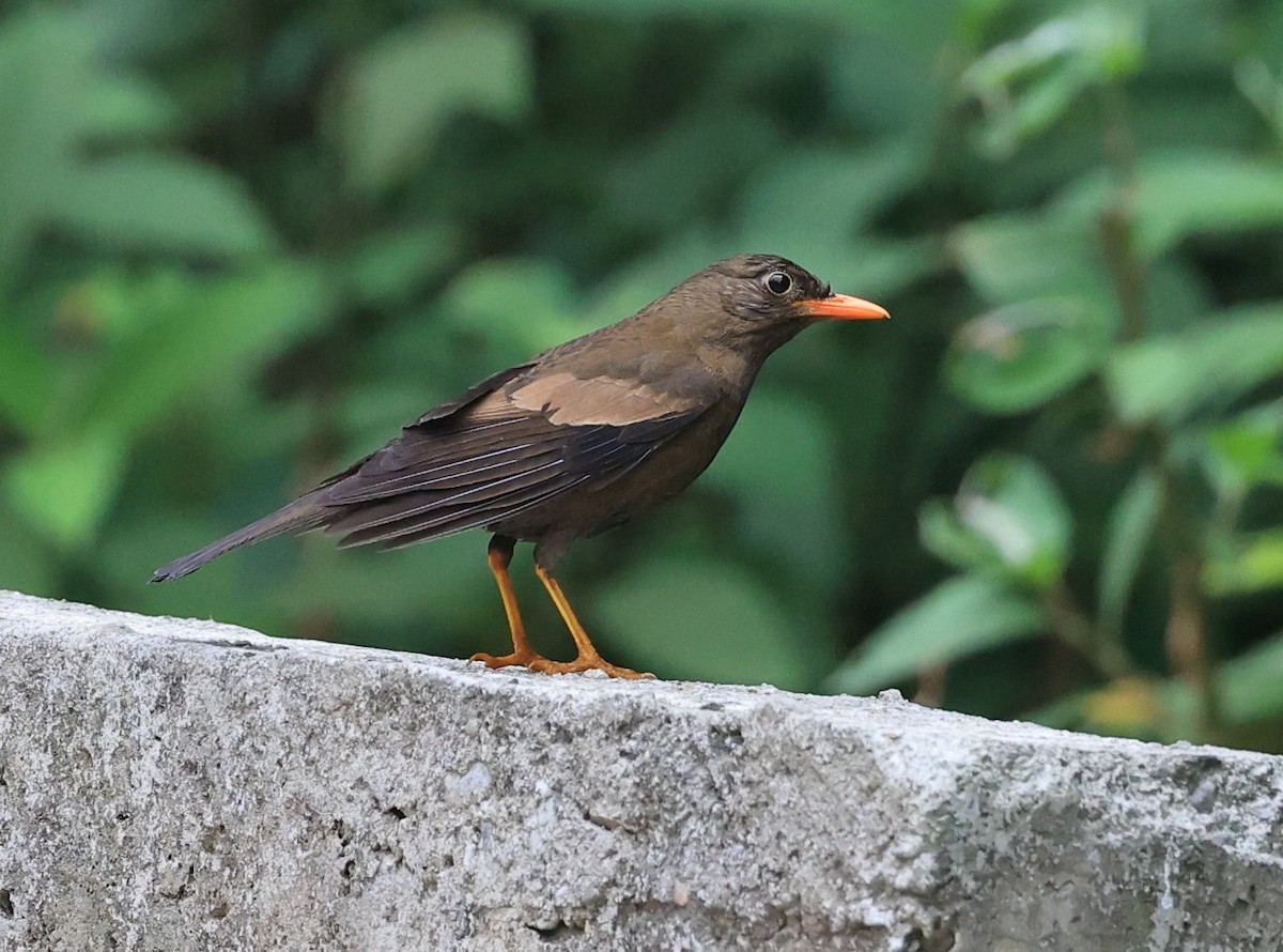 Gray-winged Blackbird - Vijaya Lakshmi