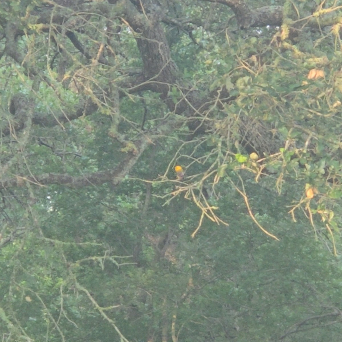 Prothonotary Warbler - Andrea Fox