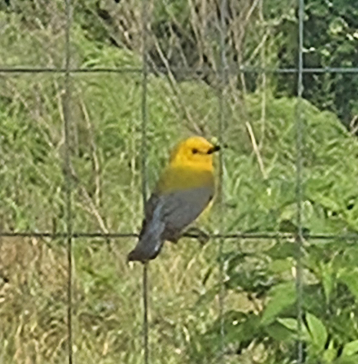 Prothonotary Warbler - Andrea Fox