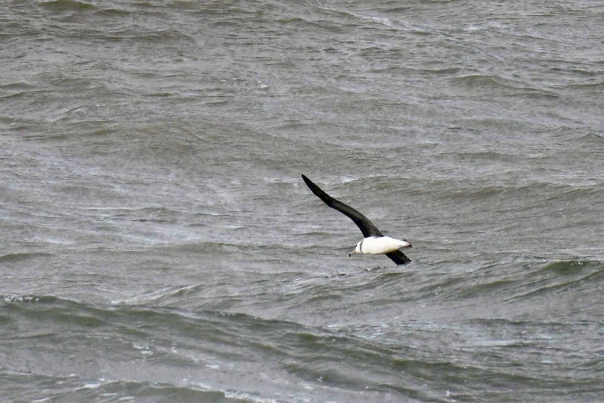 albatros černobrvý - ML619126206