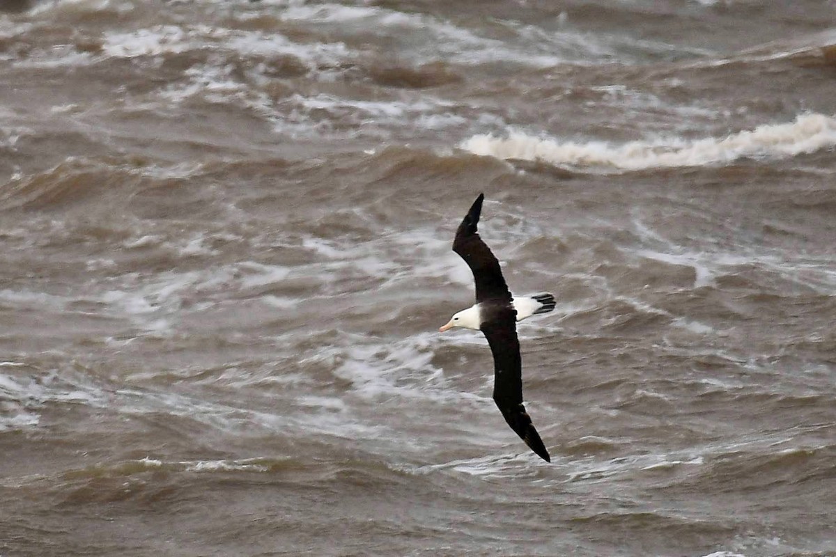 Black-browed Albatross - Marcelo Cuadrado